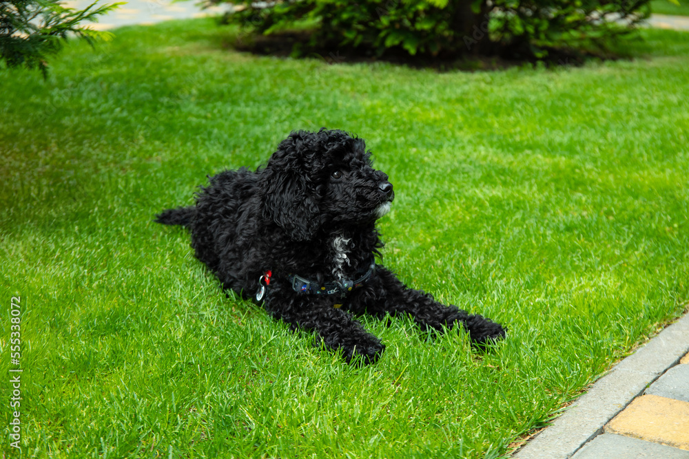 Concept of home pet, black toy poodle