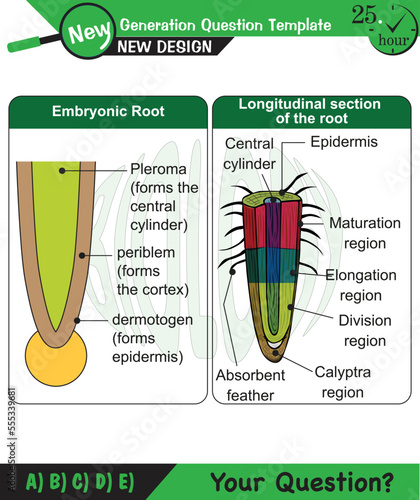 Biology - Lecture notes, plant physiology, flower, seed, root, stem, leaf, next generation question template, eps