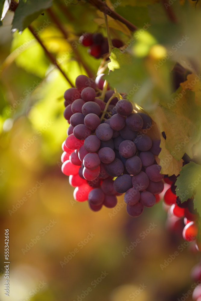  A bunch of grapes lighting by the sun. Wine making, alcoholic beverages