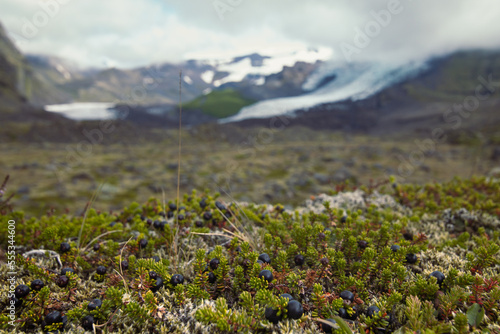 Close up crowberries growing on mountain slope concept photo. Front view photography with snowcapped peaks on background. High quality picture for wallpaper, travel blog, magazine, article