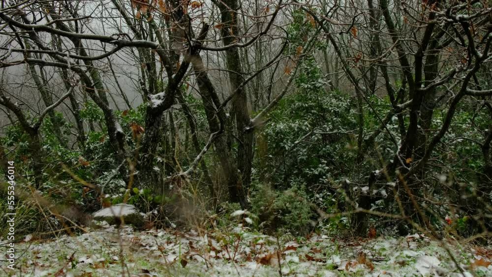 jungle video and rain sound while it's raining