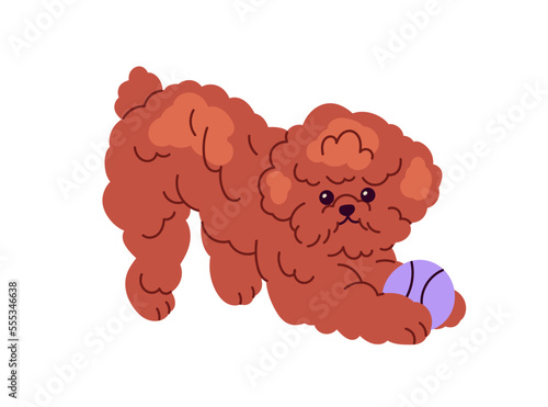 Cute playful Toy Poodle dog. Funny little puppy playing with ball. Miniature breed of hairy doggy, fluffy fuzzy pup pet during fun game. Flat graphic vector illustration isolated on white background