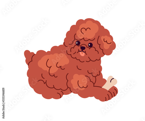 Toy Poodle dog playing with bone. Funny happy playful puppy of miniature fluf...