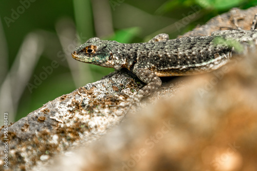 lizard on a stone in the forest