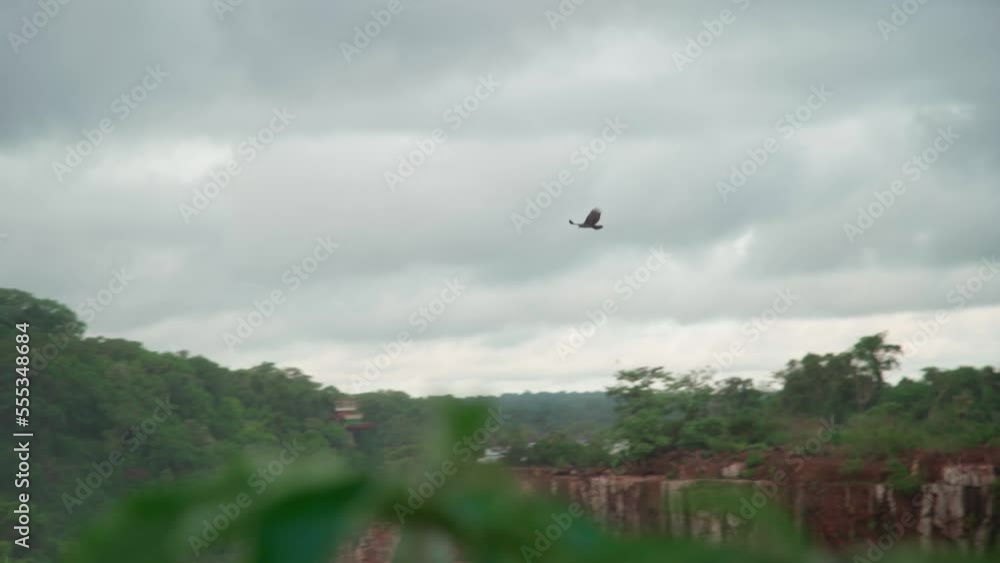 condor circling in flight in the sky above the nature reserve condor circling in flight in the sky above the nature reserve