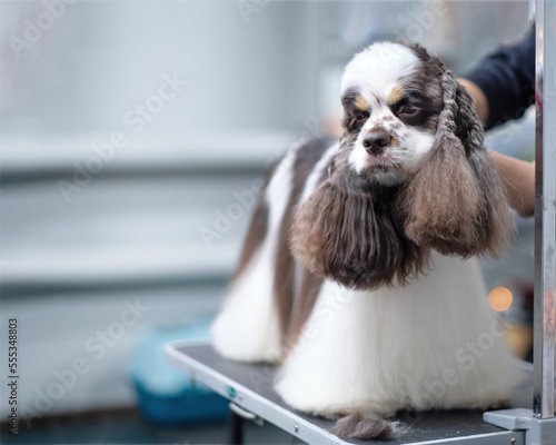 American cocker spaniel on the grooming table. There is a place for text, advertising
