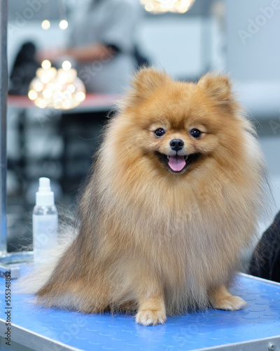 A Pomeranian dog in an animal beauty salon close-up