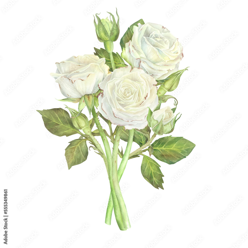 Bouquet of white roses. Watercolor illustration.Isolated on a white background.For design of sticker, greeting card, stationery, cosmetics, wedding invitation, packaging of cosmetics, perfume,candles Bouquet of white roses. Watercolor illustration.Isolated on a white background.For design of sticker, greeting card, stationery, cosmetics, wedding invitation, packaging of cosmetics, perfume,candles