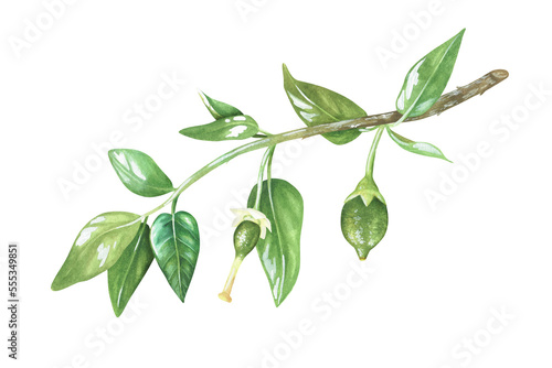 Green unripe lemons on a branch. Little lime. Watercolor illustration. Isolated on a white background. For design stickers, nature prints, kitchen accessories, product packaging with citrus