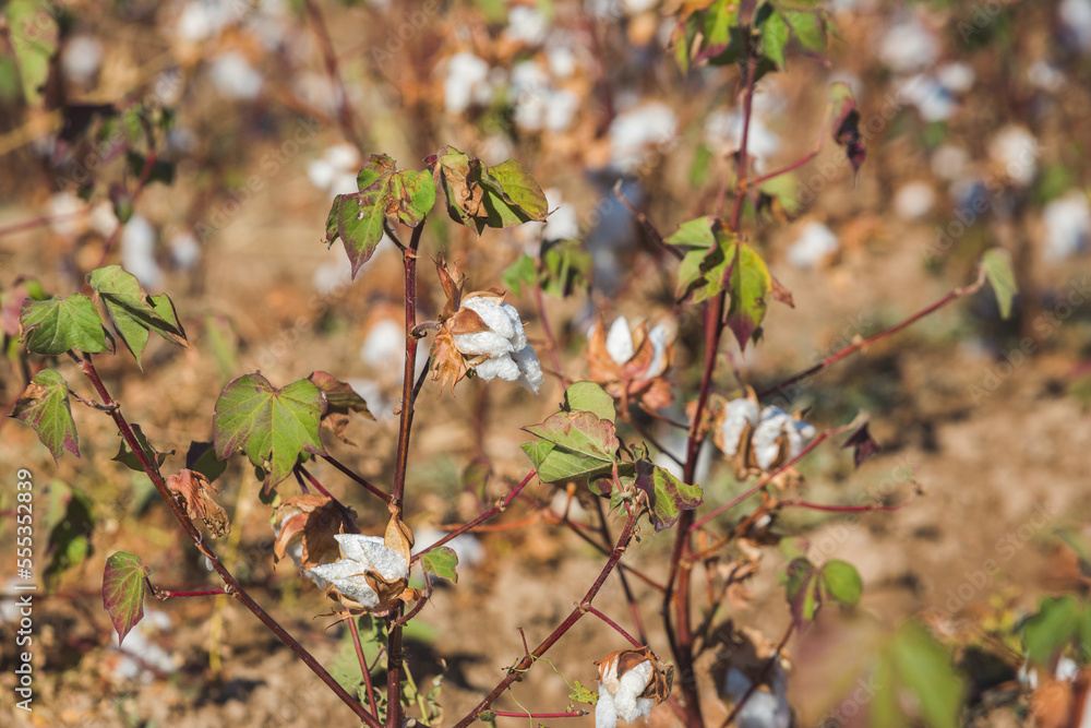 cotton on a bush in a field cotton on a bush in a field