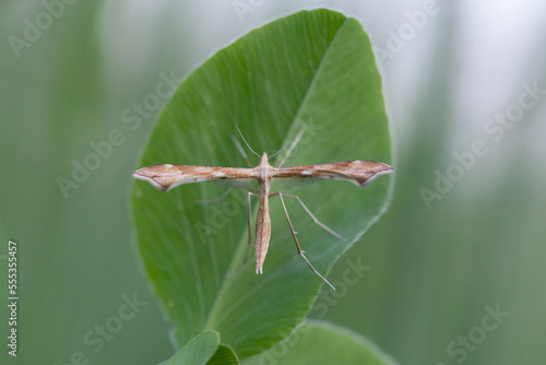 Gillmeria pallidactyla is a moth of the family Pterophoridae. Butterfly Gillmeria pallidactyla in the natural environment. Entomology theme, collection of insects and wildlife. © ihorhvozdetskiy