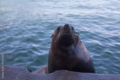 a navy seal on the waterfront in Cape Town. South Africa