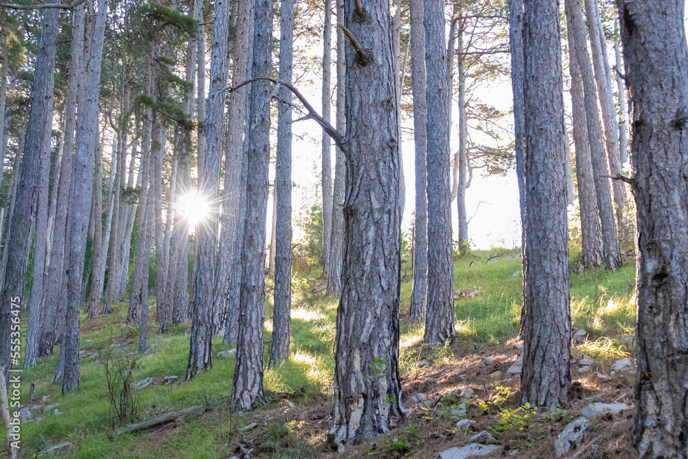 Obraz premium Idyllic hiking trail through fir forest from Kotor to Derinski Vrh, Montenegro, Balkan, Europe. Starburst light shining through the tree trunks creating magical atmosphere. Lovcen, Orjen national park