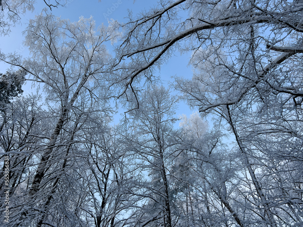 Bottom winter view on trees covered with white snow and hoar frost and with blue sky above, selective focus Bottom winter view on trees covered with white snow and hoar frost and with blue sky above, selective focus
