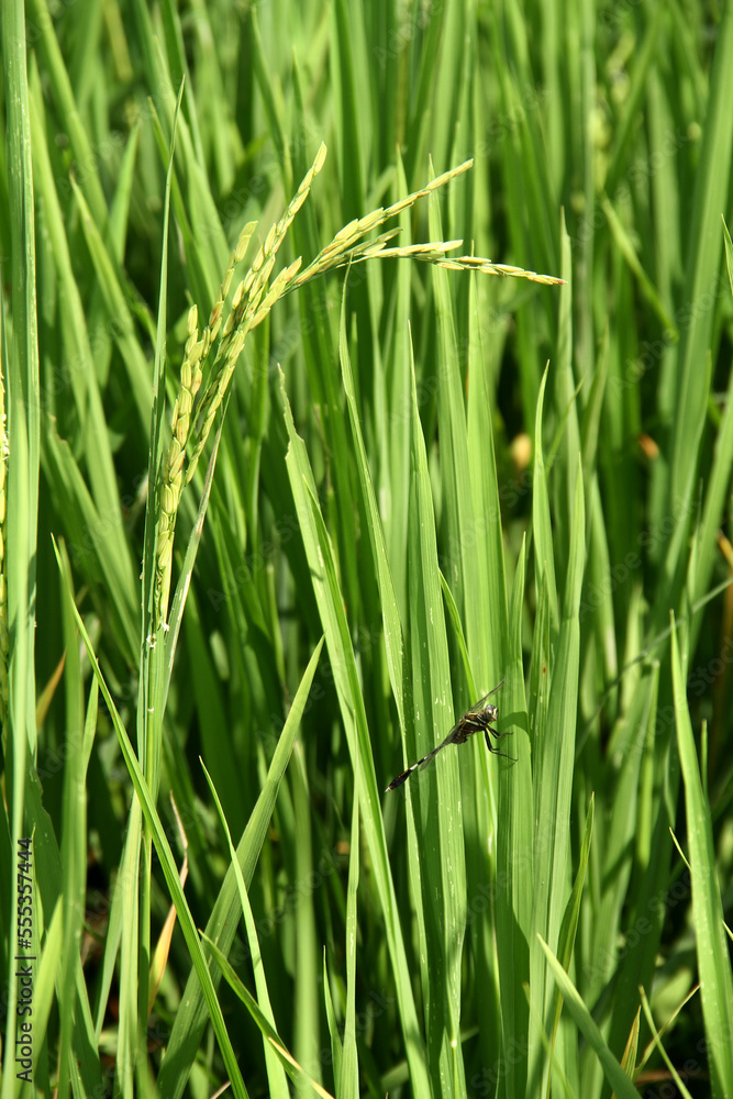 close up of green grass head rice