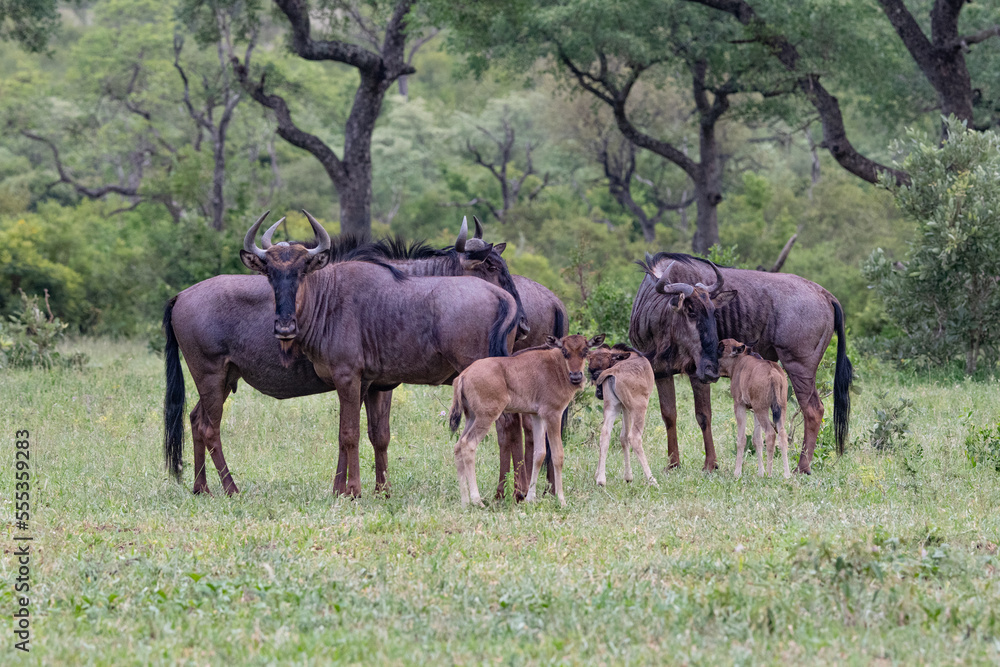Fototapeta premium blue wildebeest and their young in the savannah