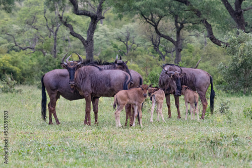 blue wildebeest and their young in the savannah