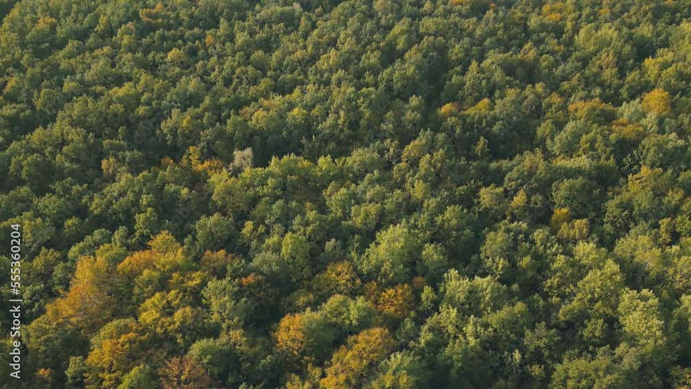 slightly yellowed leaves in the autumn forest from a bird's eye view slightly yellowed leaves in the autumn forest from a bird's eye view