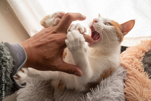 人の手を噛む猫　茶トラ白 photo