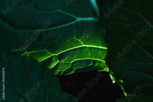 Close-up view of a green leaf of kale with sunlight