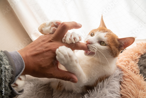 人の手を噛む猫　茶トラ白