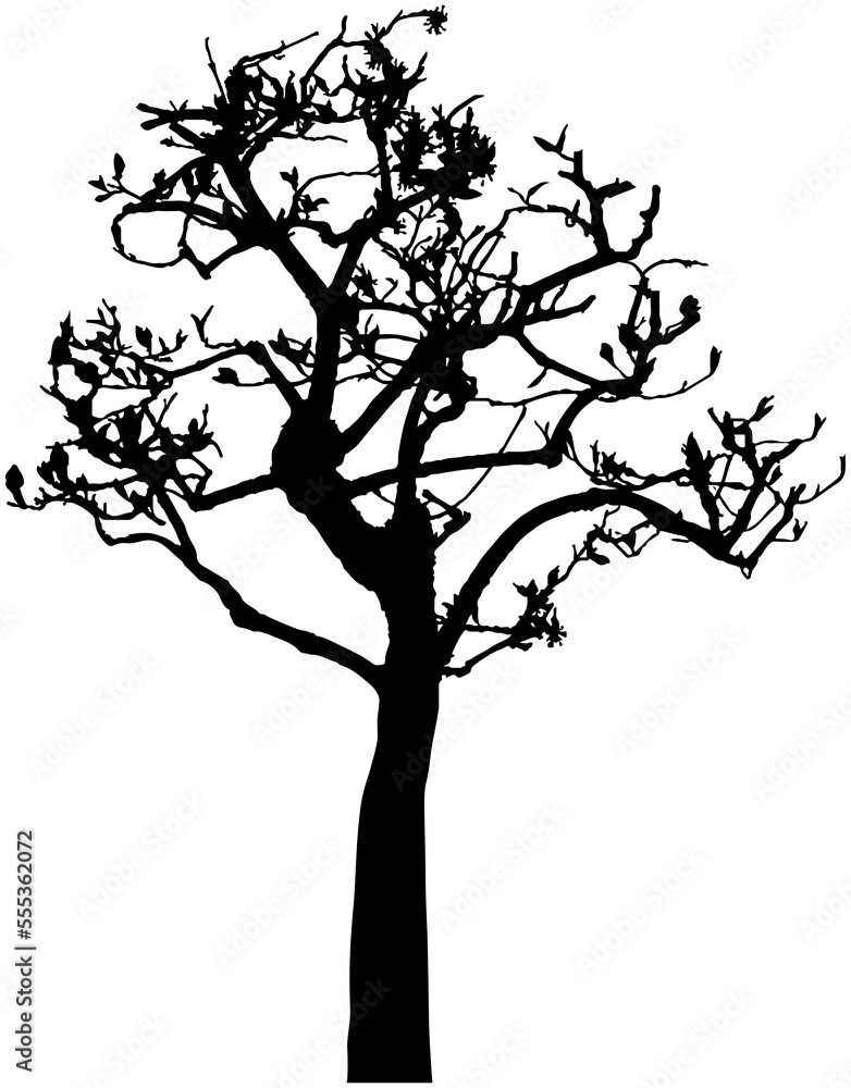 Black silhouette of  tree isolated on white.