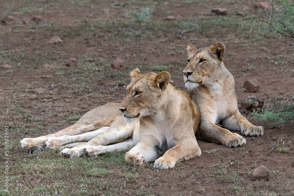 Two Lionesses sitting together in the Maasai Mara, Kenya Two Lionesses sitting together in the Maasai Mara, Kenya