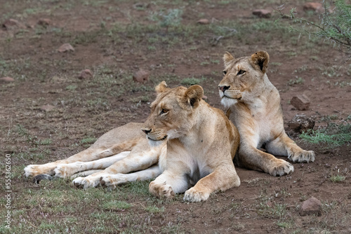 Two Lionesses sitting together in the Maasai Mara, Kenya 
