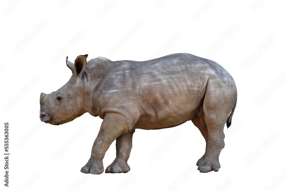 Fototapeta premium Baby white rhinoceros isolated on transparent background png file