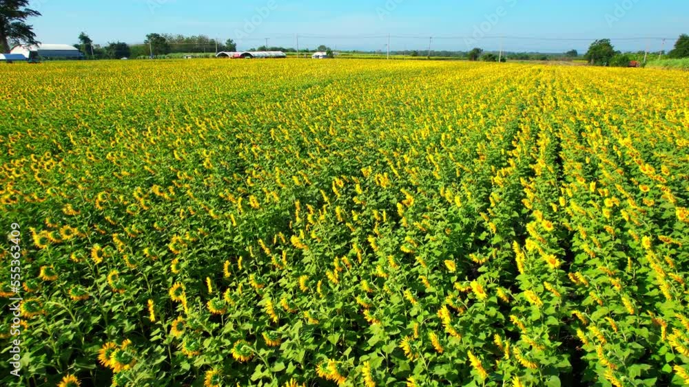 Drone is flying over a beautiful sunflower fields, sunflower fields is a popular tourist destination during winter in Thailand. Tourism and travel concept. natural yellow and green background. 4K
Drone is flying over a beautiful sunflower fields, sunflower fields is a popular tourist destination during winter in Thailand. Tourism and travel concept. natural yellow and green background. 4K