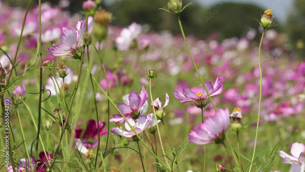Wildflowers in a field in rural Thailand. Wildflowers in a field in rural Thailand.