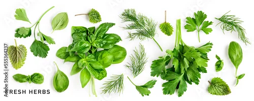 Panel kuchenny z motywem Parsley, basil, dill and mint leaves creative layout.