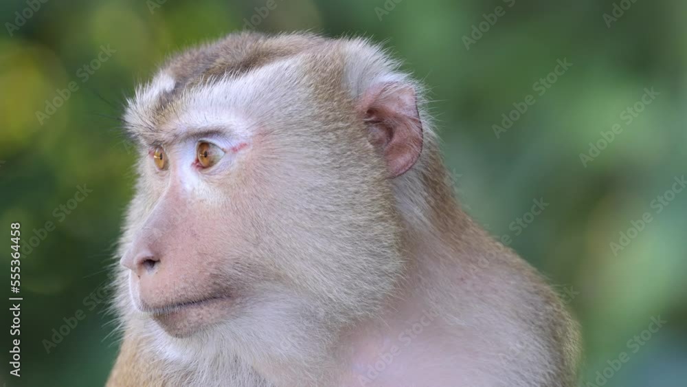 Thai macaque looking around in different directions
