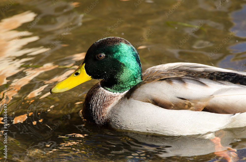 Fototapeta premium Male mallard Anas platyrhynchos. Lake Yamanako. Yamanakako. Yamanashi Prefecture. Fuji-Hakone-Izu National Park. Honshu. Japan.