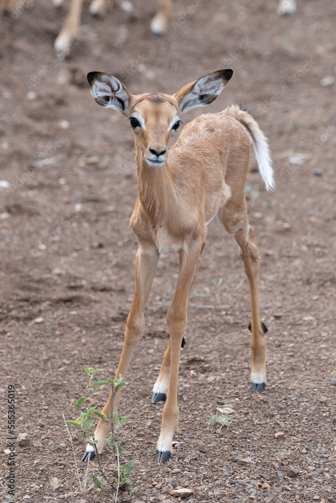 Young impala antelope in kruger national park Young impala antelope in kruger national park