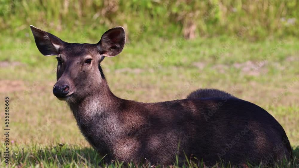 Sambar deer in Khao Yai National Park, Thailand. Sambar deer in Khao Yai National Park, Thailand.