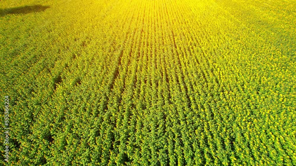 Aerial view over a large field of beautiful sunflowers. Plant and flower concept. Visiting sunflower fields is a popular tourist destination during winter in Thailand, Southeast Asia. drone. 4K
Aerial view over a large field of beautiful sunflowers. Plant and flower concept. Visiting sunflower fields is a popular tourist destination during winter in Thailand, Southeast Asia. drone. 4K
