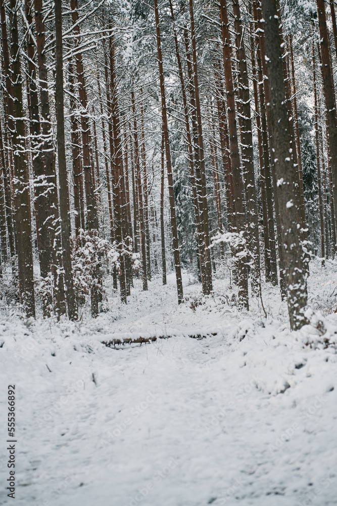 Winter forest, alley covered by snow during snowstorm. Rural pathway in the woods during winter Winter forest, alley covered by snow during snowstorm. Rural pathway in the woods during winter