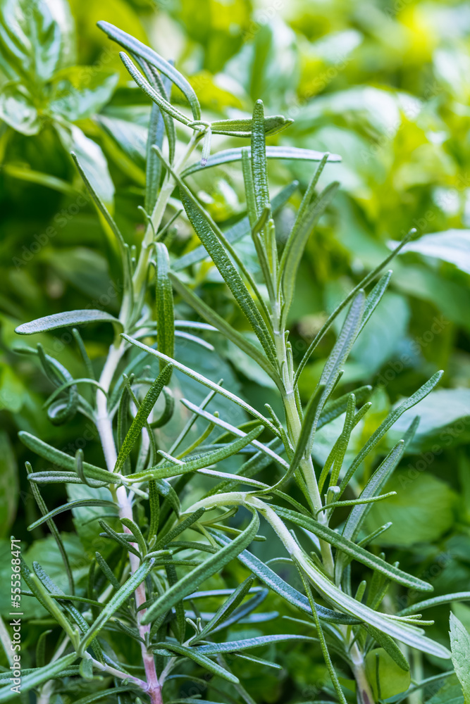 Obraz premium Romarin