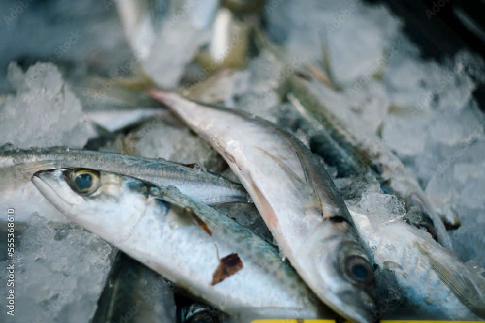 Catch of fresh sea fish in market of Zagreb Croatia