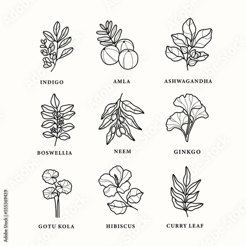 Line art ayurvedic plants collection