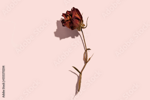 Fotografie Dried withered red rose flower on pink paper background and copy space