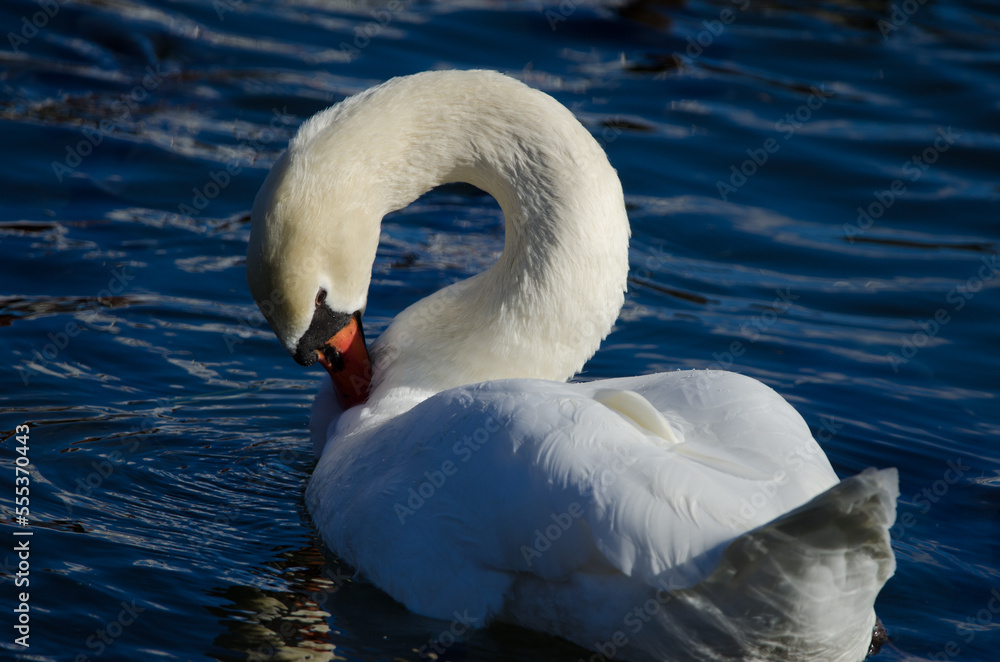 Mute swan Cygnus olor preening. Lake Yamanako. Yamanakako. Yamanashi Prefecture. Fuji-Hakone-Izu National Park. Honshu. Japan. Mute swan Cygnus olor preening. Lake Yamanako. Yamanakako. Yamanashi Prefecture. Fuji-Hakone-Izu National Park. Honshu. Japan.
