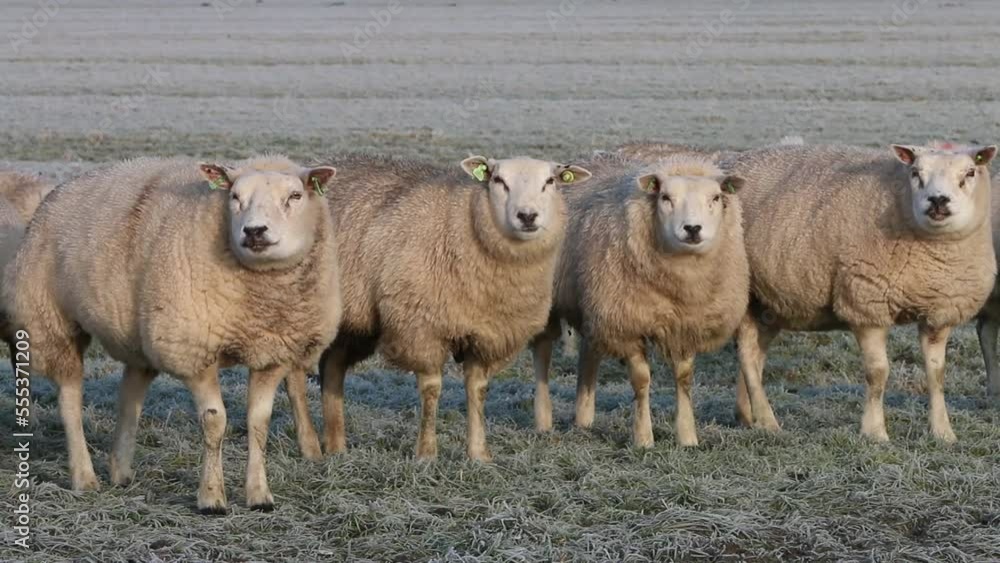 Flock of Sheep on grassland near the Wadden Sea. Winter. Flock of Sheep on grassland near the Wadden Sea. Winter.