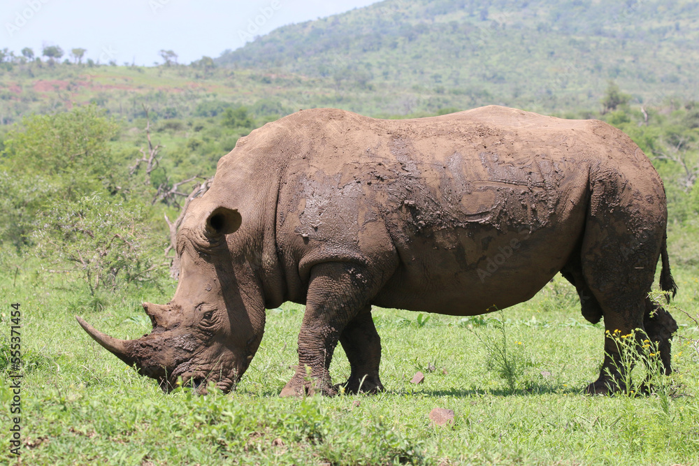 Muddy rhino Muddy rhino