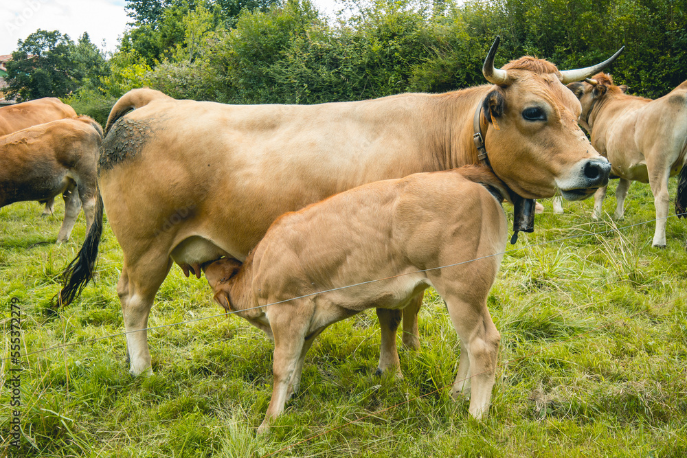 Calf drinking its mother's milk