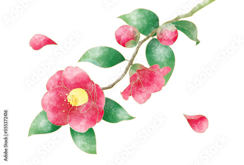 質感のある、雪の積もった一枝の紅い椿