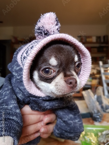 Chihuahua puppy in clothes for walking © kos1976
