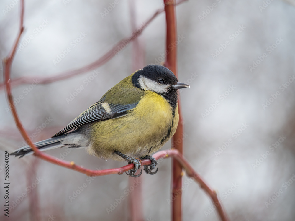 Obraz premium Cute bird Great tit, songbird sitting on a branch without leaves in the autumn or winter.