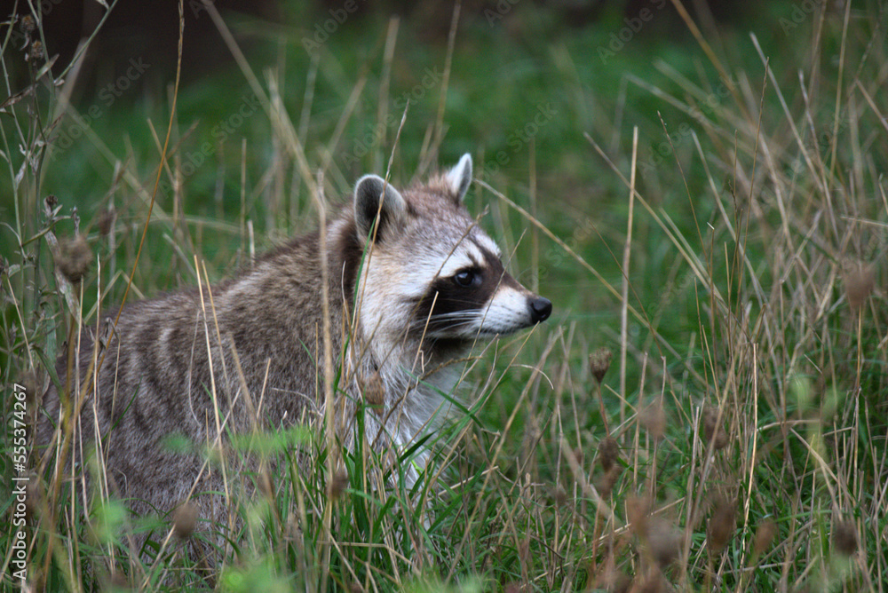 Naklejka premium Raton laveur commun (Procyon lotor)